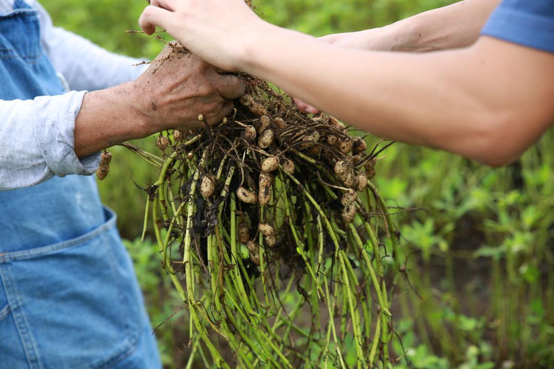 太陽と潮風のピーナッツ塩サブレの商品画像005366c5-6946-456d-b0a3-b15641c25b1a