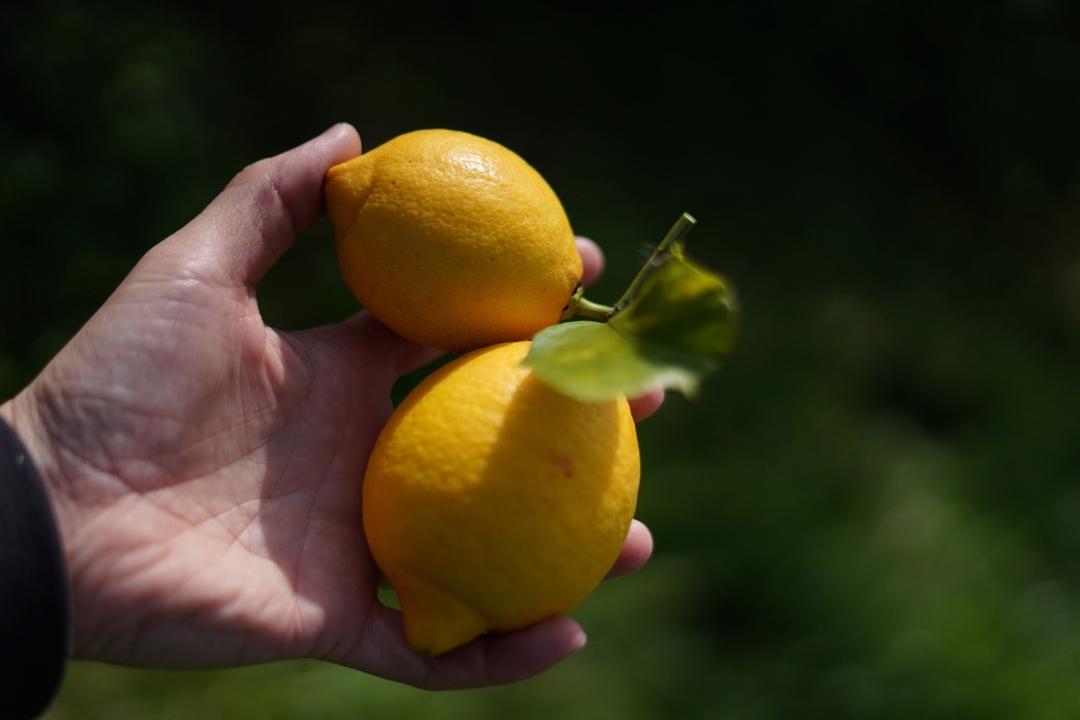 ナチュラルサワー KAN - LEMON sour ”UMAMI” 355mlの商品画像00903e14-bdf1-4370-89bd-76cc8e5f51cf