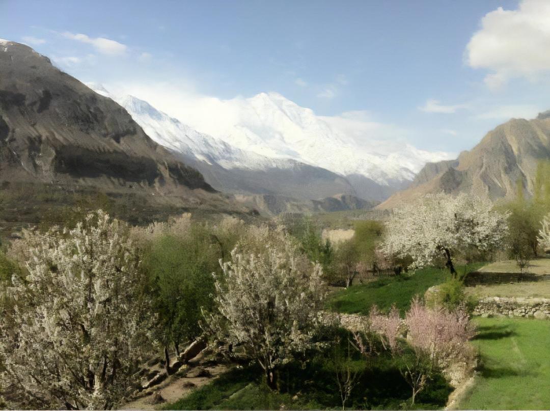 パキスタニ アプリコット・ハヴィの商品画像0163a51f-755b-4aeb-b10f-b0e43a8afcfe