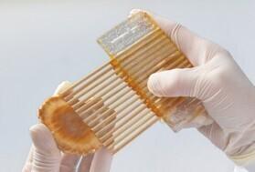 ●生姜の幸 百寿ひとひら(生姜×かぼす)10枚入の商品画像0292a1ea-99f9-43b6-9623-425e1f7203bb