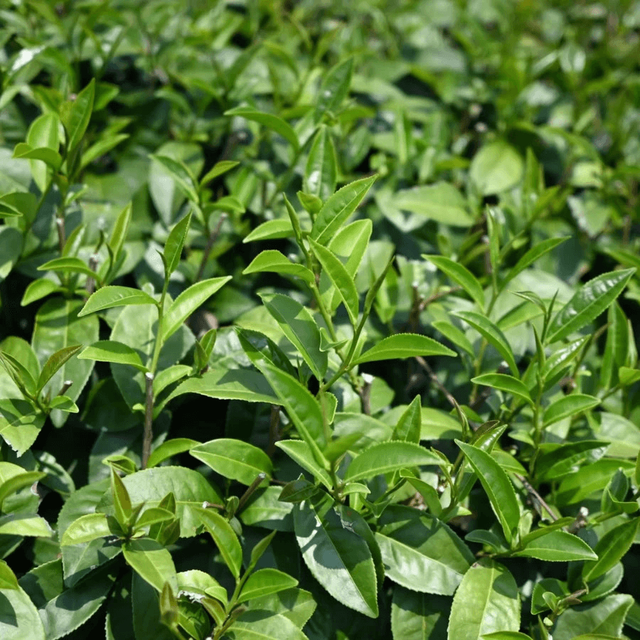 ALISHAN OOLONG - 阿里山高山烏龍茶の商品画像06ef5aff-f9fd-4b6a-b609-0de309fb2c6d