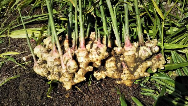 生姜農家が作る、無添加のジンジャーシロップの商品画像0728b7cb-8fbf-4d2f-973b-b673009b3421