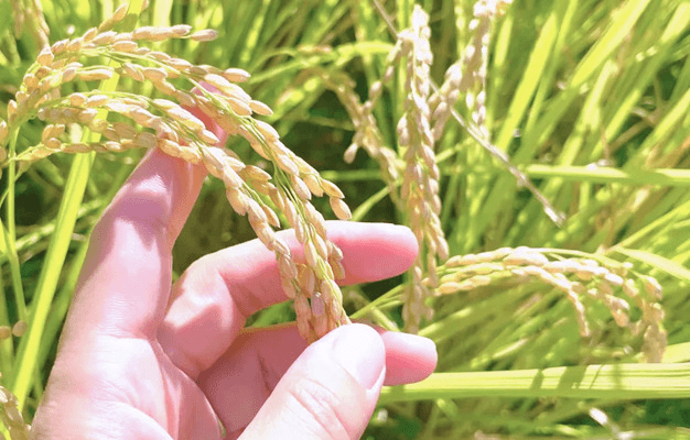 玄米焙煎茶(110g )〜玄米を丸ごと焙煎〜(有機JAS認証)お米のお茶 玄神 玄米 の商品画像0b45a8a3-ad08-4988-9f28-8b65ae41099e