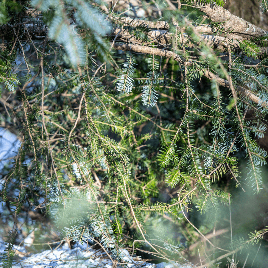 長野伊那谷 モミの葉のチャイの商品画像0d3a130c-d95f-4d62-933f-fa455ef49432