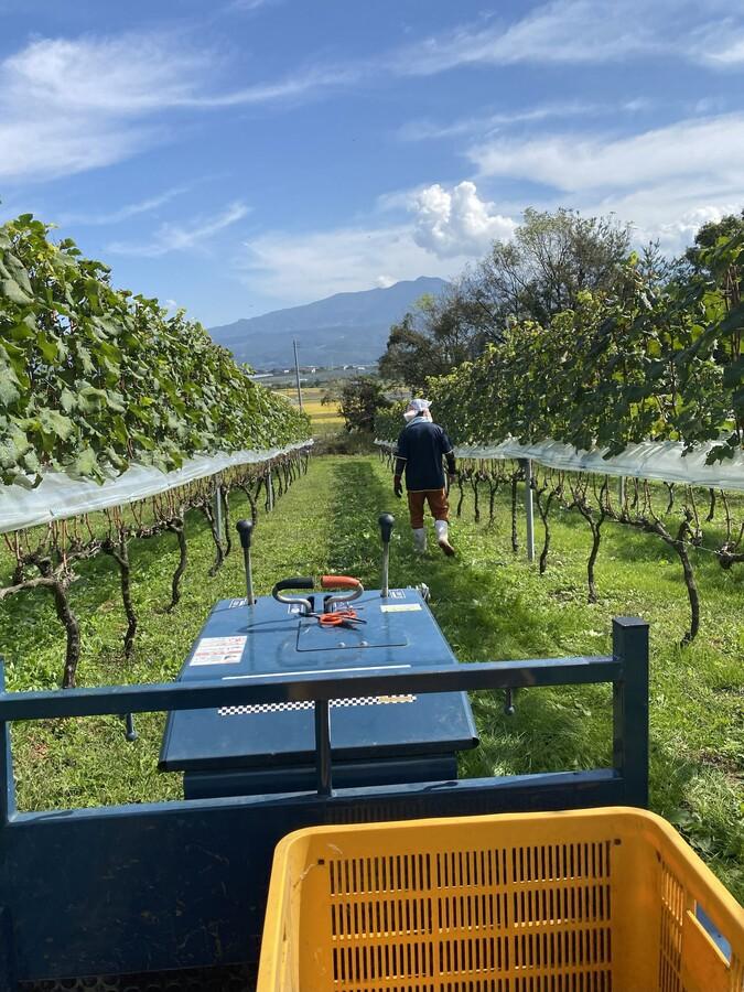 葡萄酒2025 カベルネ・フランの商品画像10423f95-8266-4146-ac30-ef2c504f5884