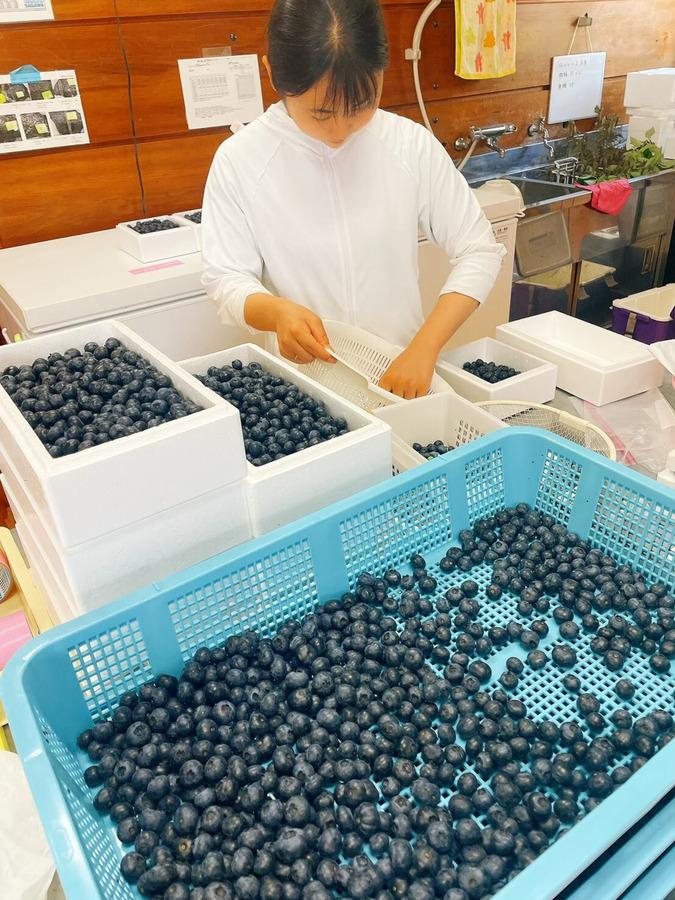 冷凍ブルーベリー☆加工用1㎏ 爽やかな酸味の完熟の冷凍能登ブルーベリーの商品画像11ede9b9-b830-47a5-bb4e-5dbfb925bf87