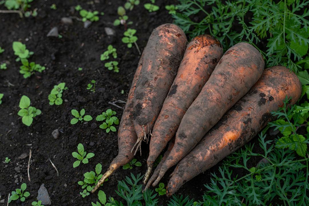 長野伊那谷 carrot and apple juice 200mlの商品画像12f4b8e8-4b16-4fe6-a4e0-8e516c847a22