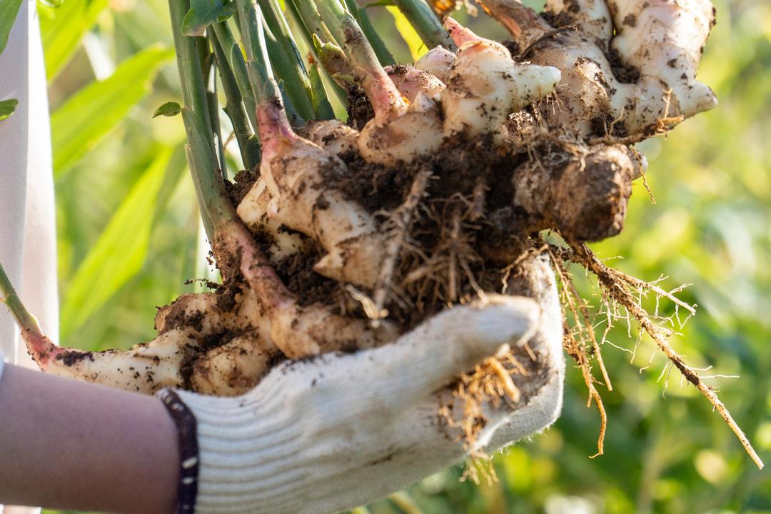 生姜百景-GINGER SHOT-(有機JAS認証取得)50mlの商品画像159fc72c-9c67-4afa-a09c-9b7ab9e8993e