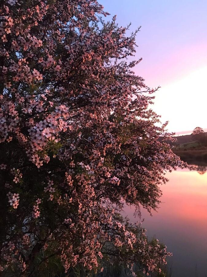 Toru マヌカハニー MGO100+ (250g)の商品画像16c0455d-c7cf-478e-aa5a-1ca35ea2626e