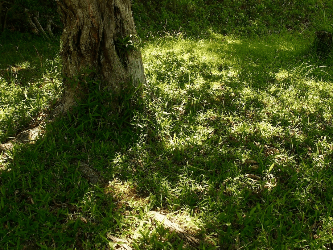 楚々 - soso ボトルの商品画像188972cd-604b-49dc-8f3f-786573113801