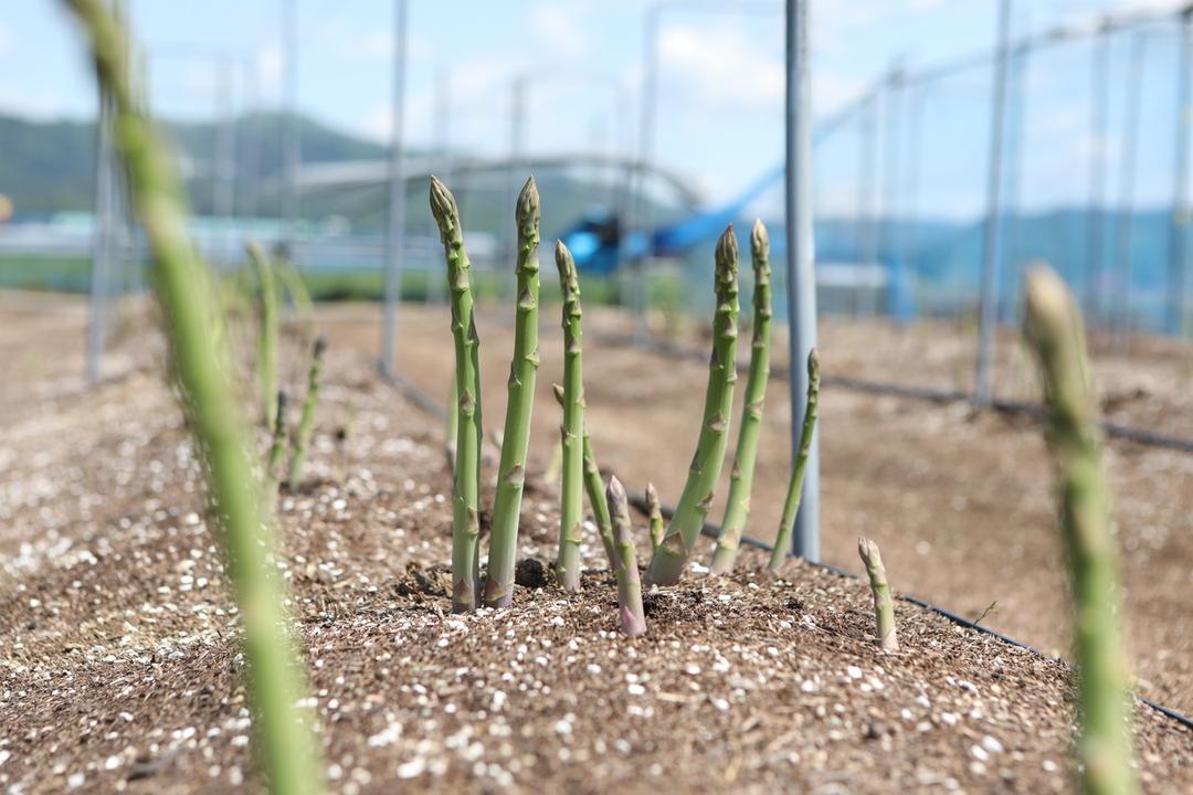 金山農園アスパラガスと放牧ミルク:120mlの商品画像1b2fedf2-2827-4c3f-8a16-807f6fa2435b