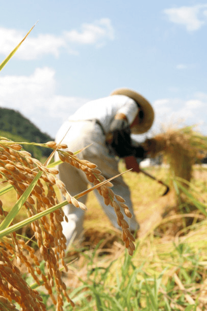 しまんとの米農家に丹誠込めて育てられた、四万十のお米の商品画像228e4f67-31f5-4119-a473-4d0f74c4cb3f