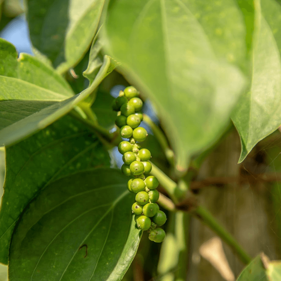 トリコロールペッパー (乾燥 黒・白・赤)の商品画像263aeef2-1206-425f-aa96-fec509c5e724