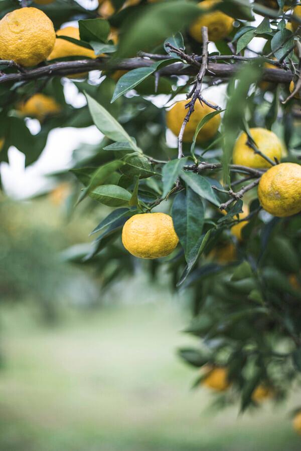 YUZU(ゆず)スパークリングウォーター缶 350mlの商品画像291233ff-fd87-48e0-98a2-96bcf63c0e11