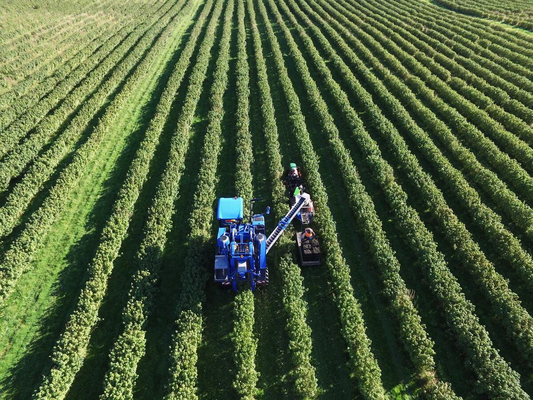 有機JAS カシスパウダー (180g )【オーガニック】の商品画像29904c5b-3926-4e39-bc88-34dde6ed0a6c