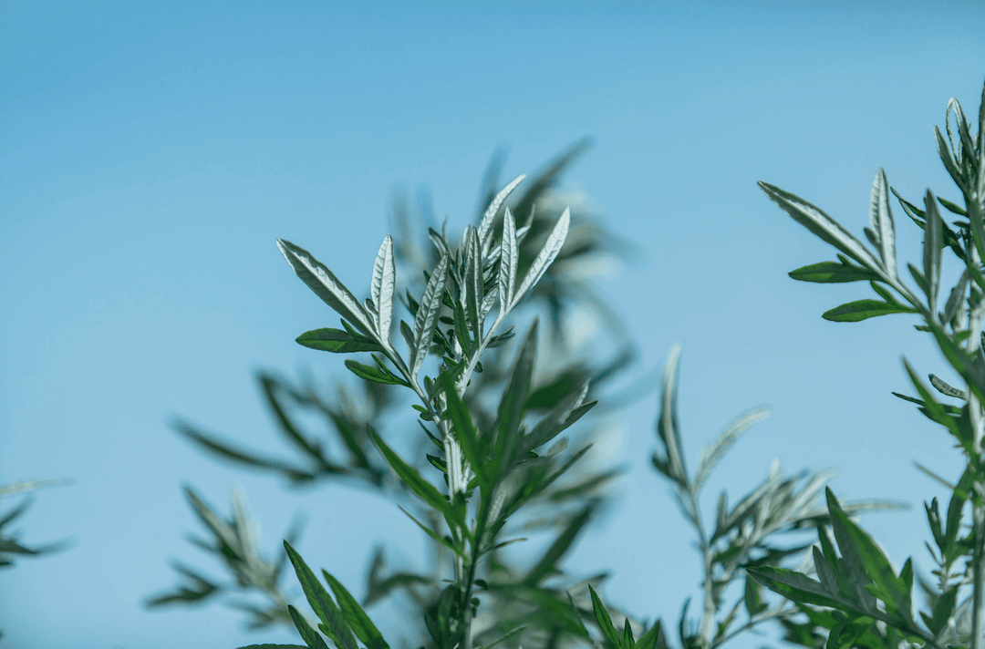 SANアソートボックス【ブレンド】の商品画像2b2d4dbb-dd06-4755-b46d-030d0d6df35a