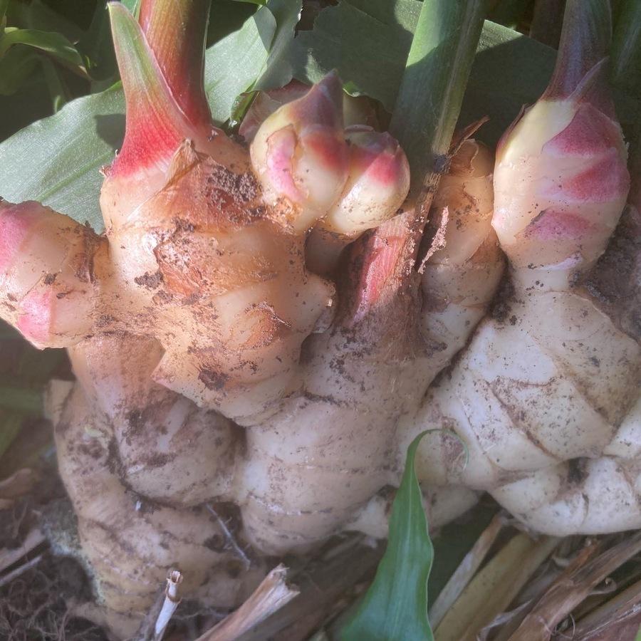 ふもとのジンジャーシロップ【限定製造 300本】の商品画像2db54939-f6d7-4cd1-8cc7-507c125dea73