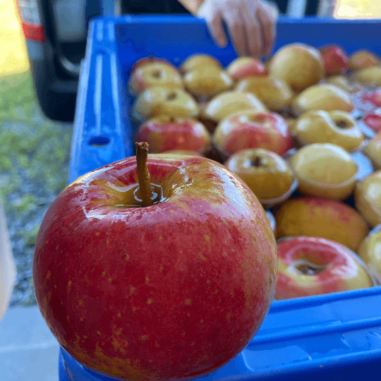 ダイナマイト林檎酒 330ml 花渕浜 タコ バージョン の商品画像3381fbee-bdc6-4b04-baf7-69fb74bfe806