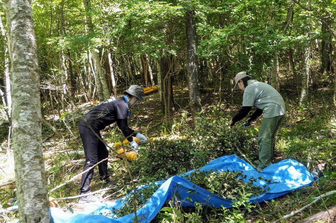 白樺茶 5包入の商品画像38bf4af6-f0f2-45d4-ae6c-81d03b341513