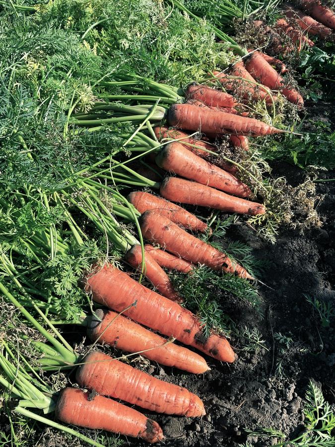 沃土会の野菜セット(8品)の商品画像3b05fa1b-399e-4401-aaf5-48225f5ae72e