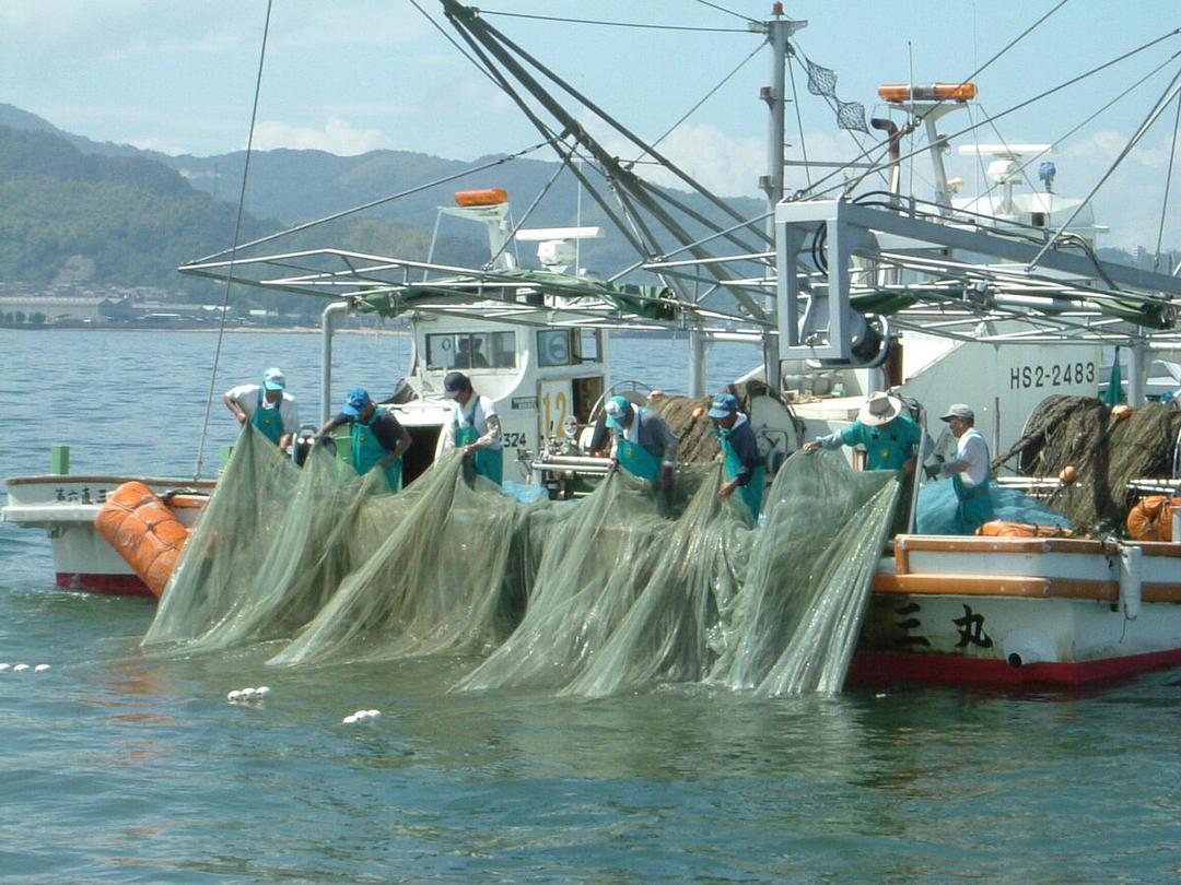 ちりめんじゃこチップス 6g 新鮮な国内産のちりめんじゃこを使用の商品画像3b580b5b-d26d-4932-83ae-32a3fa54440c