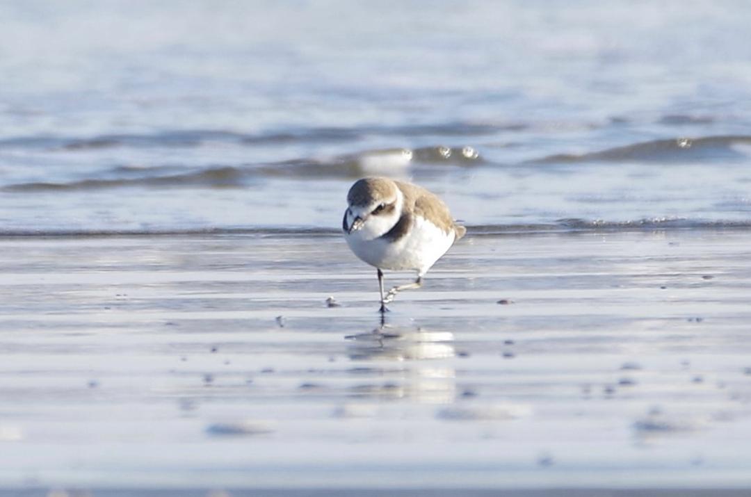 太陽と潮風のピーナッツ塩サブレの商品画像3c3c6e62-a53d-4db6-8ce9-c9a01691ffca