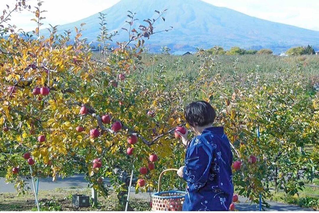 RINGO(りんご) スパークリングウォーター缶 350mlの商品画像4124c75f-414a-4b57-942d-6d1533bd3883