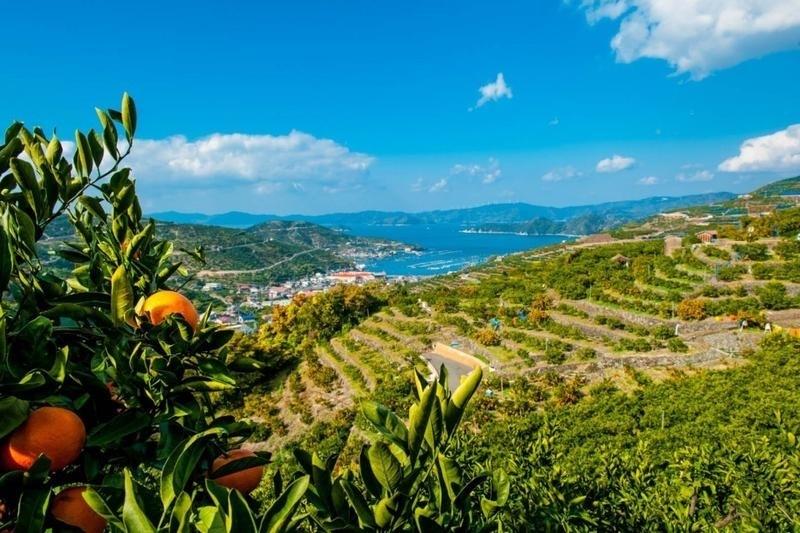 MIKAN(みかん) スパークリングジュース 250mlの商品画像4211ecc3-8e25-4200-98c9-a4ce0aa5ab7a