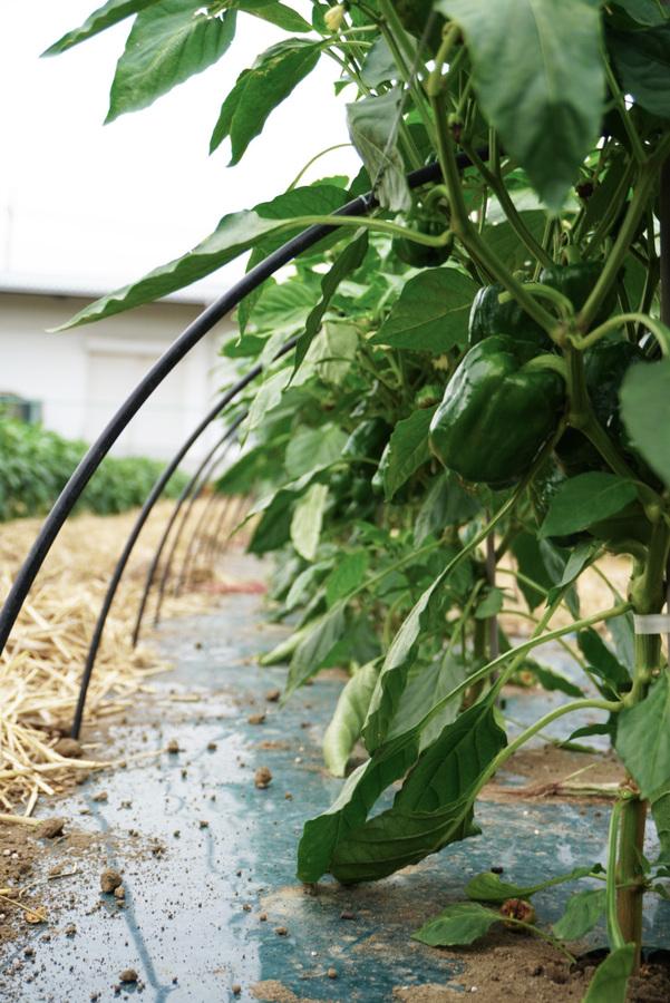 沃土会の野菜セット(8品)の商品画像43080864-2dd0-40a3-b058-69a0634ce7d1