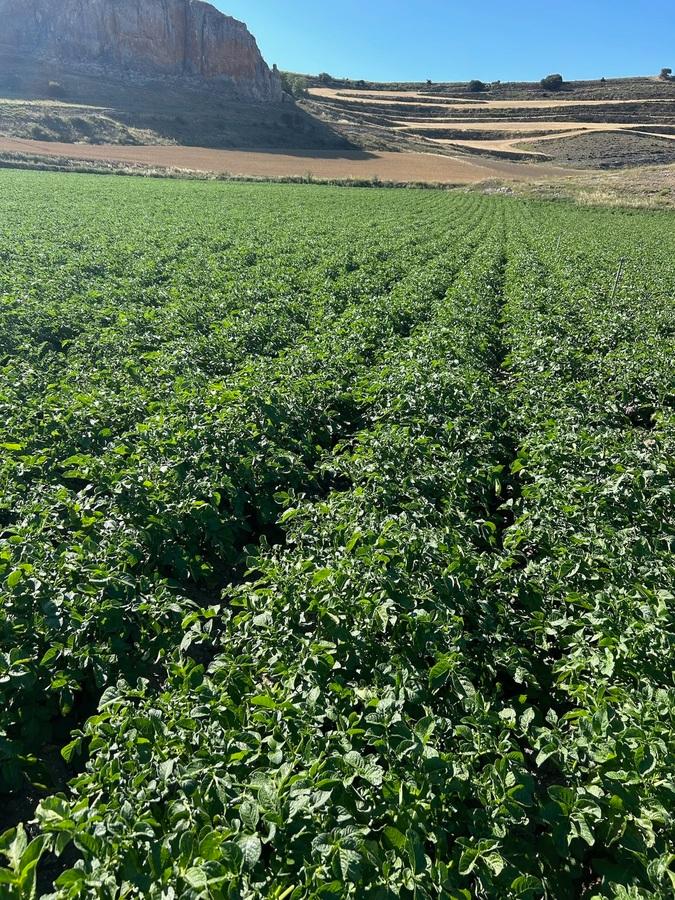 【サンプルセット⑤】バスクの塩アンセストラル ポテトチップス オリーブオイル味 125g+ 黒トリュフ味 125gの商品画像53dc1aef-67bb-4a1c-8e25-1d6068fbcecd