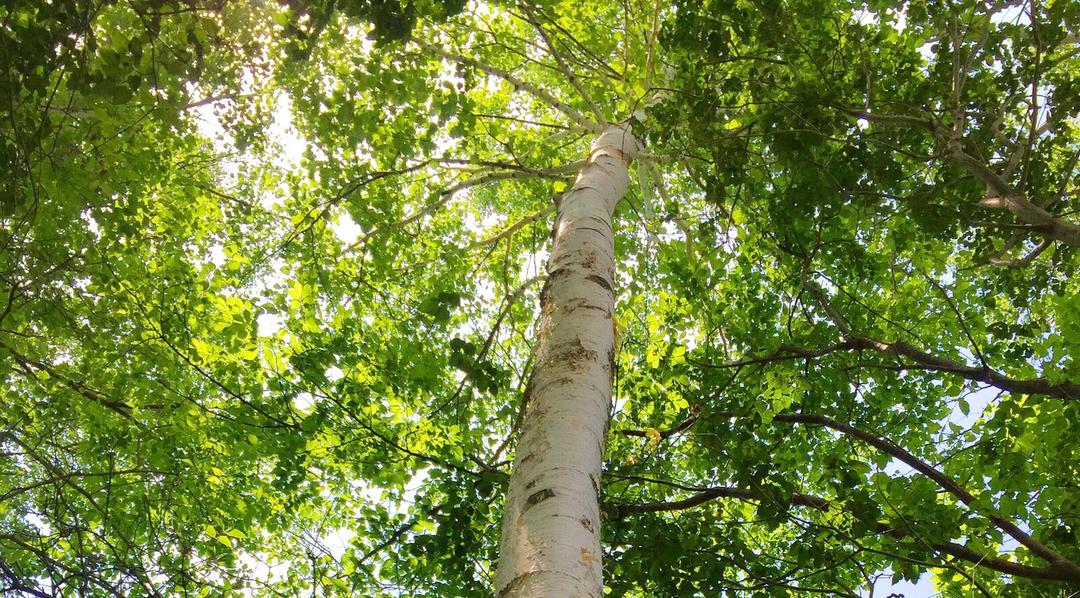 白樺茶 5包入の商品画像576196b0-4a96-4fc8-b862-4d71ac92c262