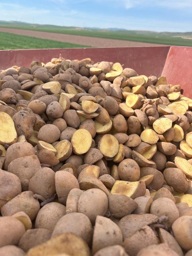 【サンプルセット⑤】バスクの塩アンセストラル ポテトチップス オリーブオイル味 125g+ 黒トリュフ味 125gの商品画像5b53f23a-5852-40e6-8972-7d6598e324d9