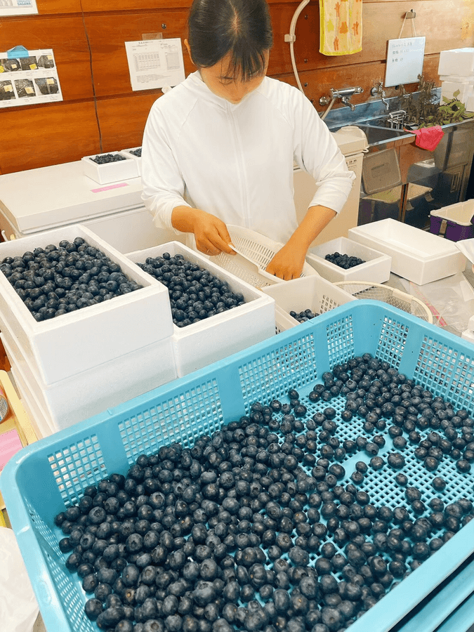 フローズンブルーベリー☆お得サイズ 爽やかな酸味の完熟の冷凍能登ブルーベリーの商品画像5b7c3417-7dff-4d4e-a95c-a08517a4a1ee