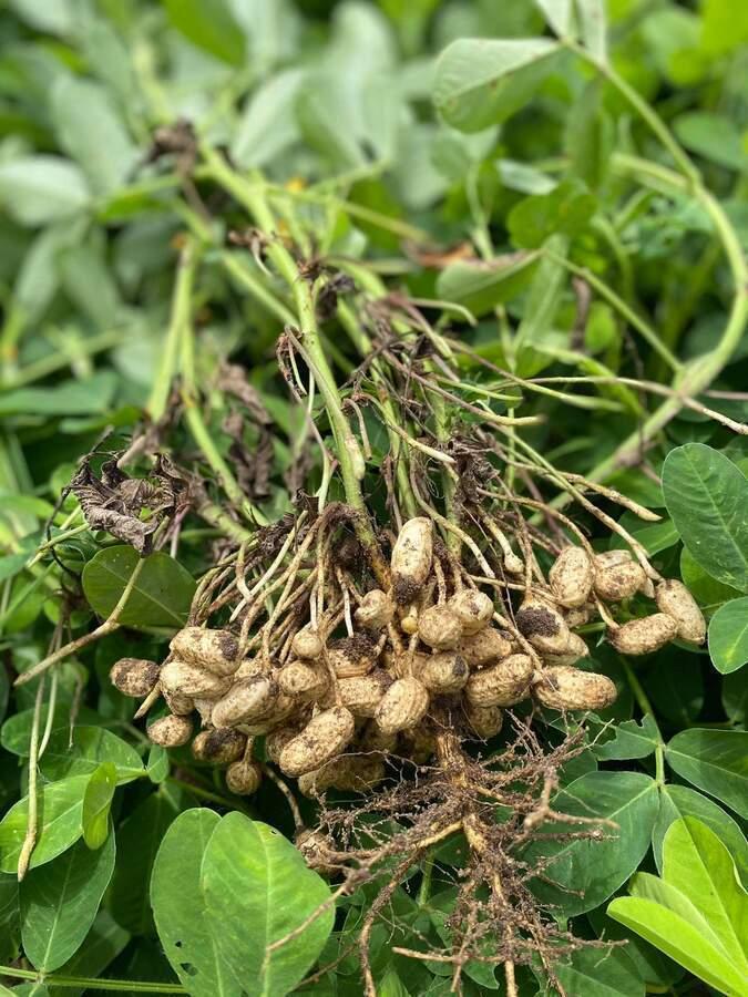 焙煎ピーナッツの商品画像5ce0a663-8b83-4357-8d37-c197b218a26f