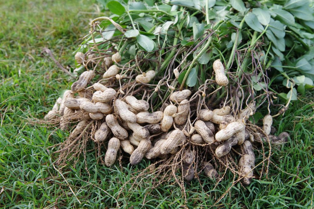 Bocchiからつきゆで落花生120g (品種:郷の香 ~農薬・化学肥料 不使用栽培~)の商品画像5df9e461-9699-4380-9455-7921798b70d0