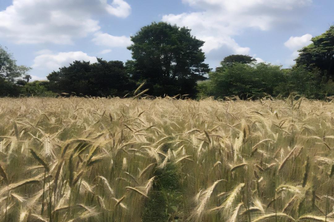 〈グッズ〉ライ麦ストローの商品画像60c44d95-1f95-4666-b772-e5ca53107362