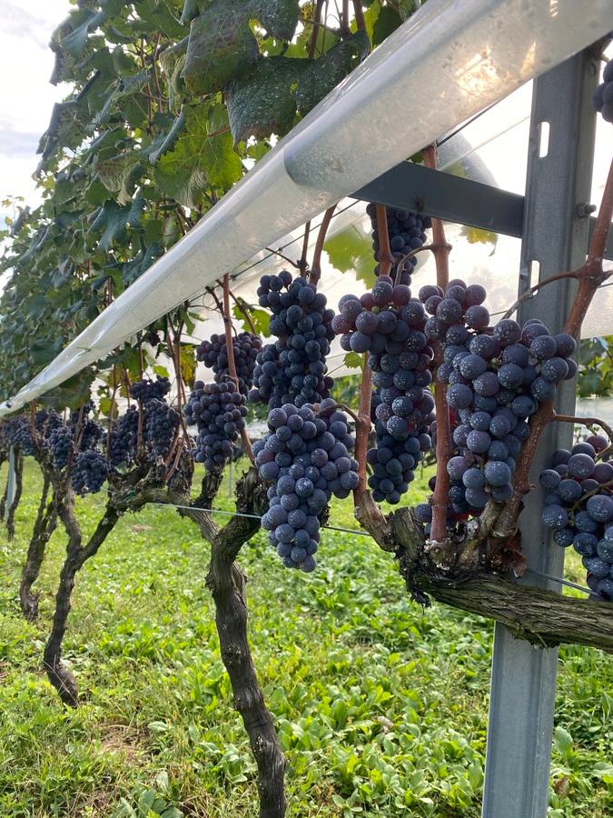 葡萄酒2025 カベルネ・フランの商品画像6280f4d6-b26a-4efb-b37a-38d31d8dd745