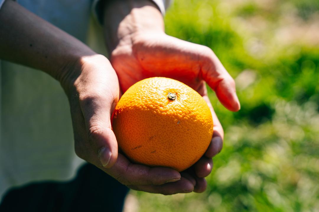 The はっさく 【プレーン】の商品画像643c4aa3-426a-4ad8-bfed-12a546d5d8d9