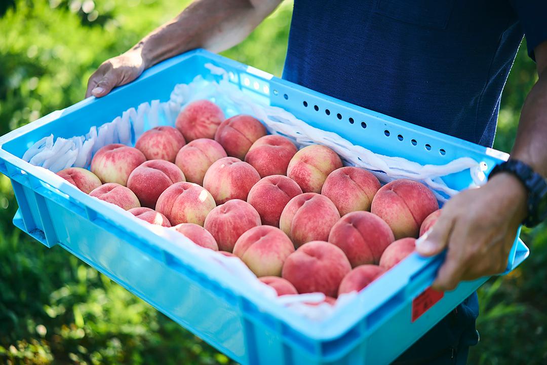 有償サンプルジェラート(6個)の商品画像6695f52d-cc4c-4d1b-a864-521523f05473