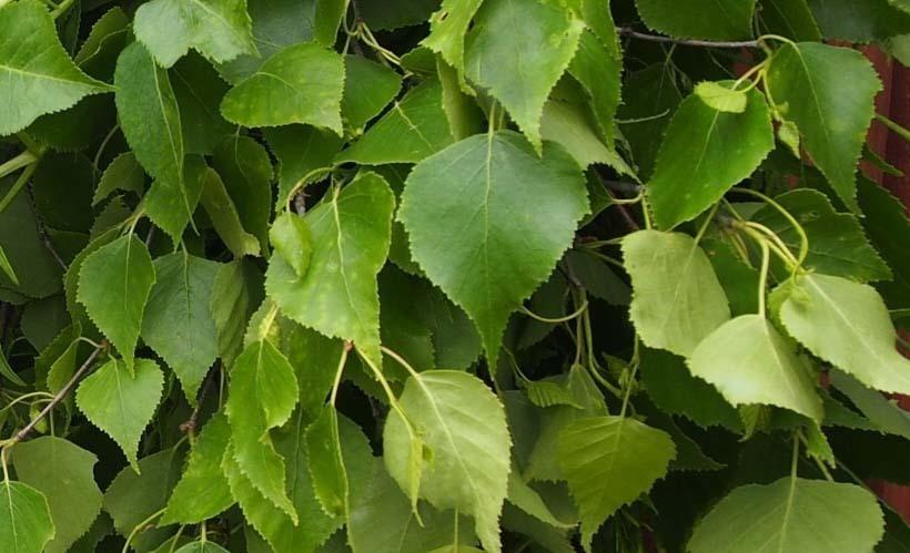 白樺茶 5包入の商品画像6e283cca-c663-42fb-92ce-d0f62c9eb815