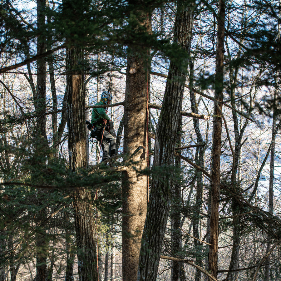 長野伊那谷 モミの葉のチャイの商品画像704c0b77-a380-47f6-b84c-639b160cd802