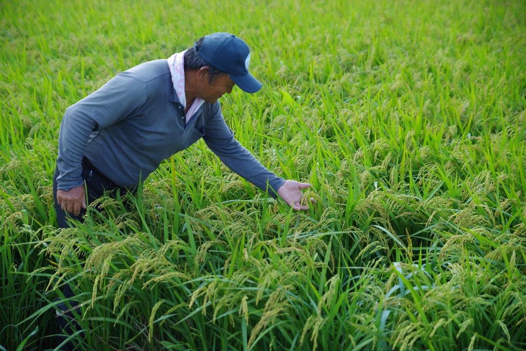 【冬季限定】太陽と潮風のピーナッツ塩サブレ チョコの商品画像708226fe-f565-4c26-a047-b2349cd2e606