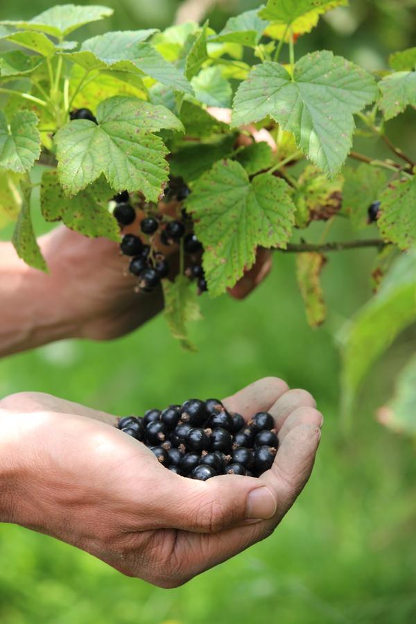 有機JAS カシスパウダー 50g (10g x 5個包装) 【オーガニック】の商品画像71339798-c2c4-4aa6-a1ee-25a6b5547f8b