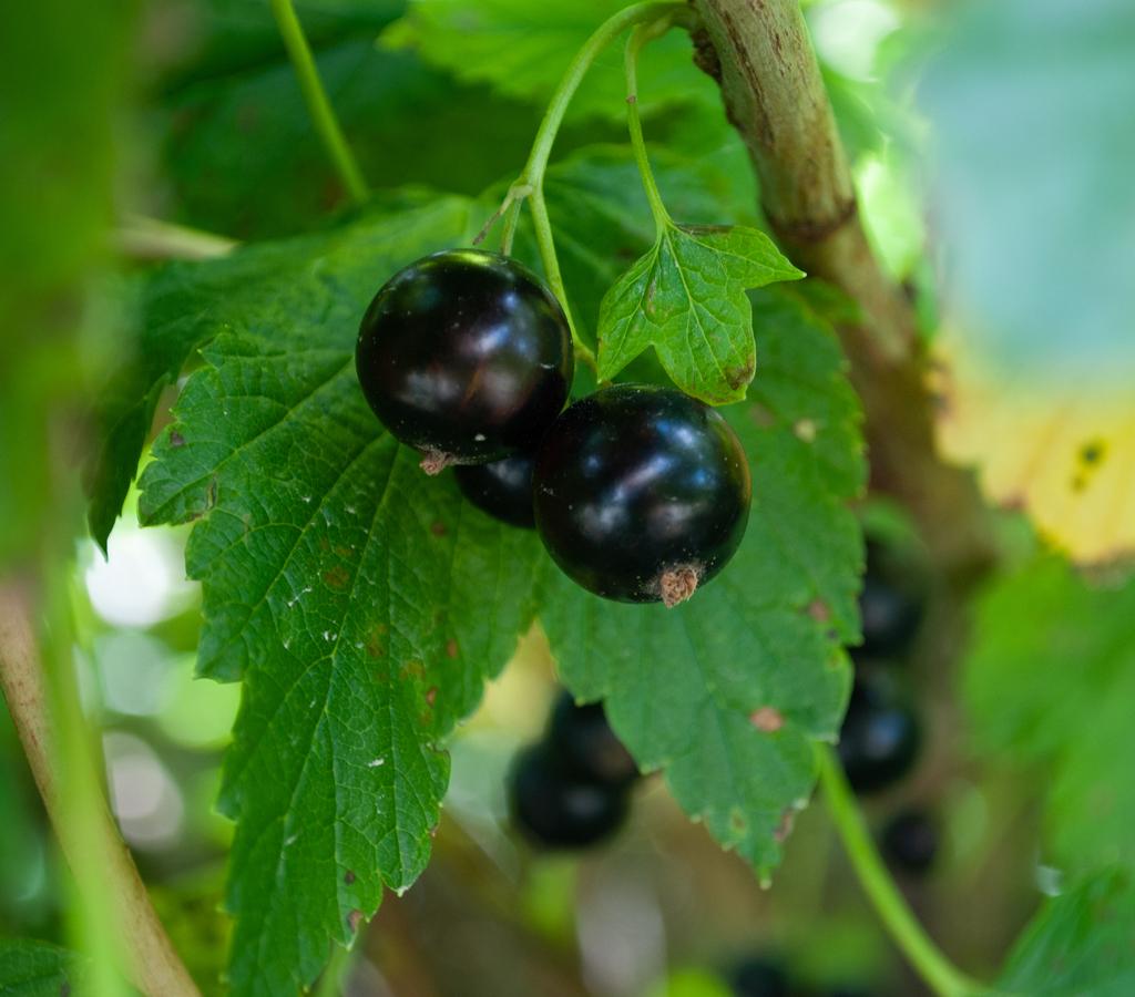 有機JAS カシスパウダー (450g )【オーガニック】の商品画像728fc22a-aa88-40e8-854f-4cf6e3e320f6