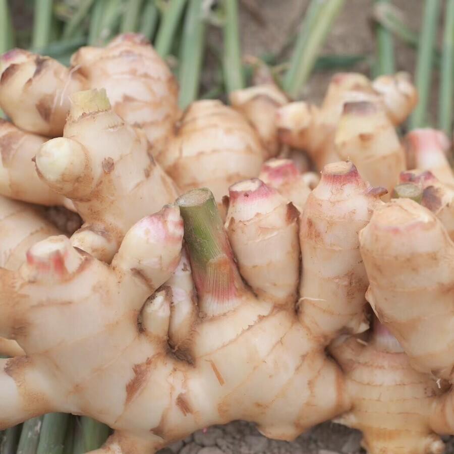 STRONG GINGER BLEND / ジンジャーハーブティー 25Pの商品画像7293b365-dbf8-474f-aafd-5440f7b3ef50