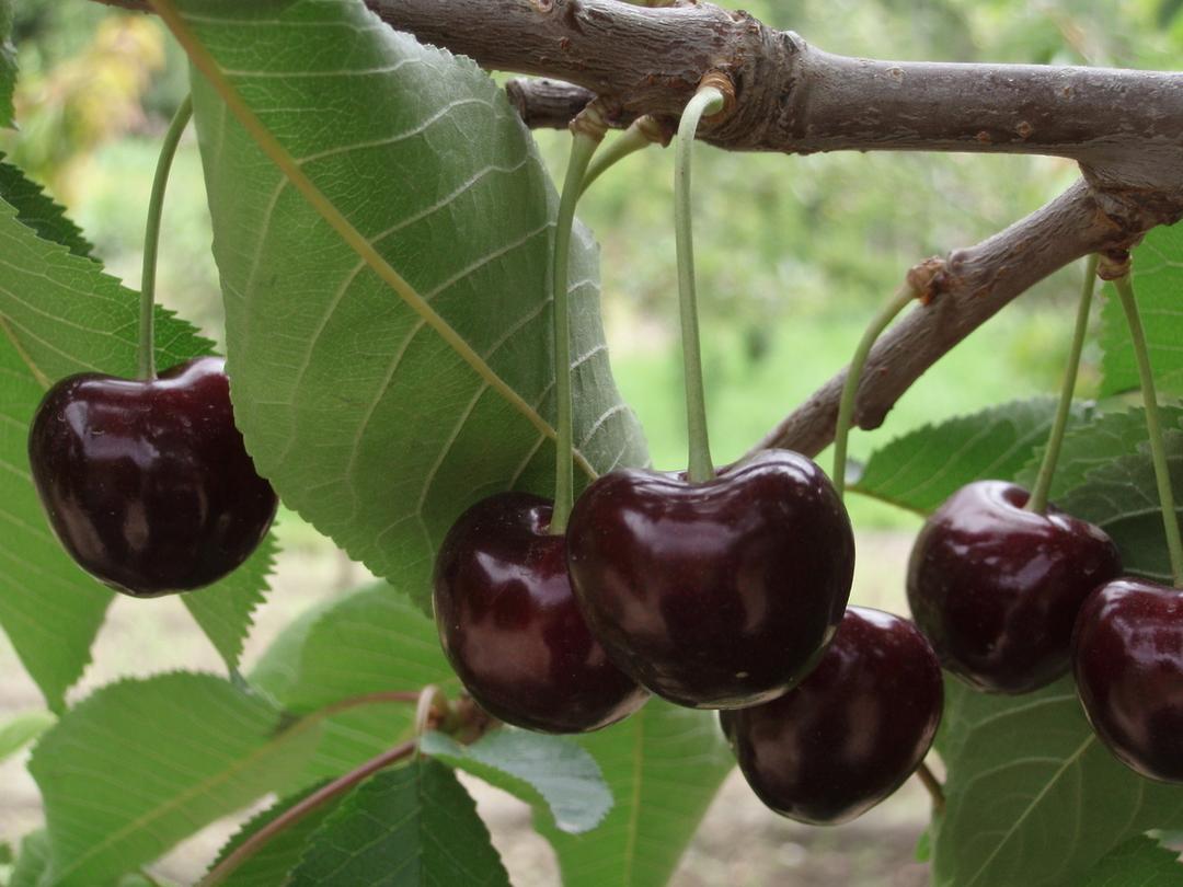 パキスタニ ロイヤルチェリーの商品画像7841722a-1a82-4b4f-8fd9-3418ee47947a