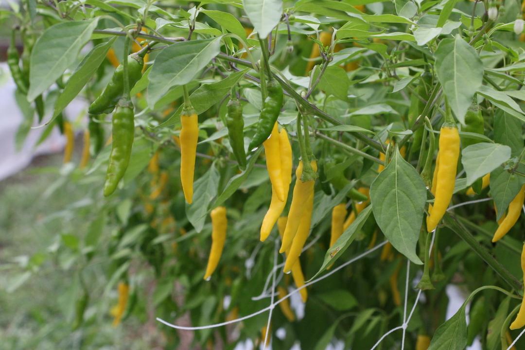 ヤバスコ・黄 80gの商品画像7a4a4b0b-8ef1-4ba3-b240-74d934636f94