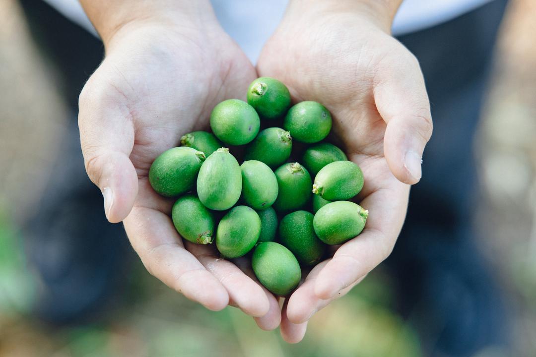naturadistill固有種蒸溜酒 Native Japanese Botanical GINの商品画像7ebb6505-17df-40ba-b40a-64f4c02b96cf