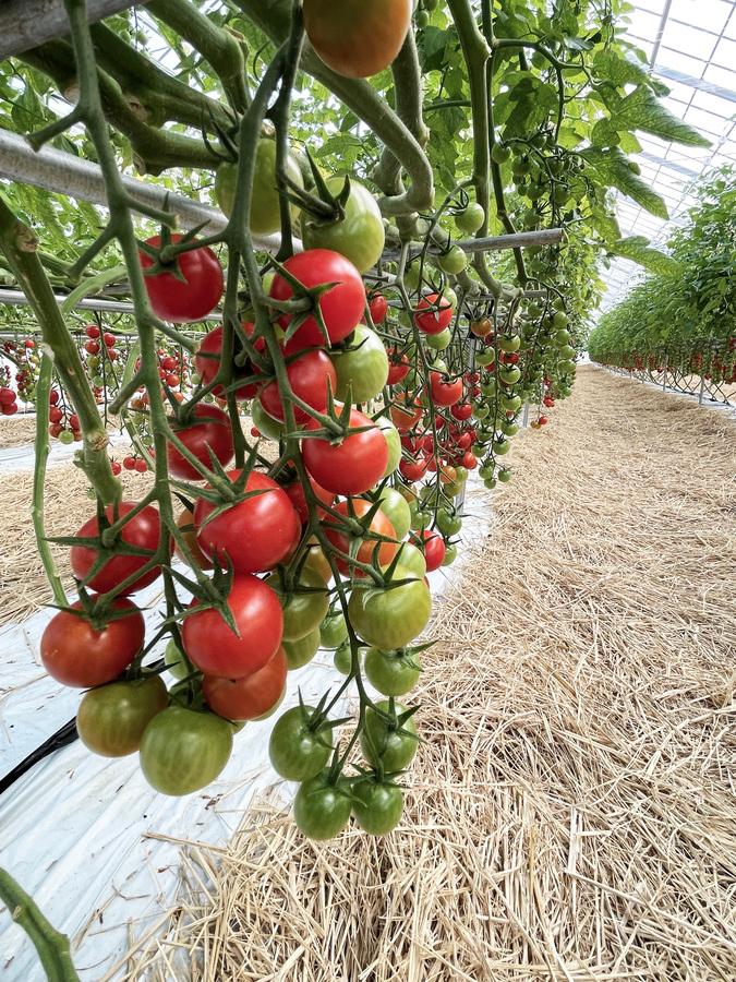 沃土会の野菜セット(8品)の商品画像7fbf961a-2ddd-47f8-aecc-c2b48e5a8975