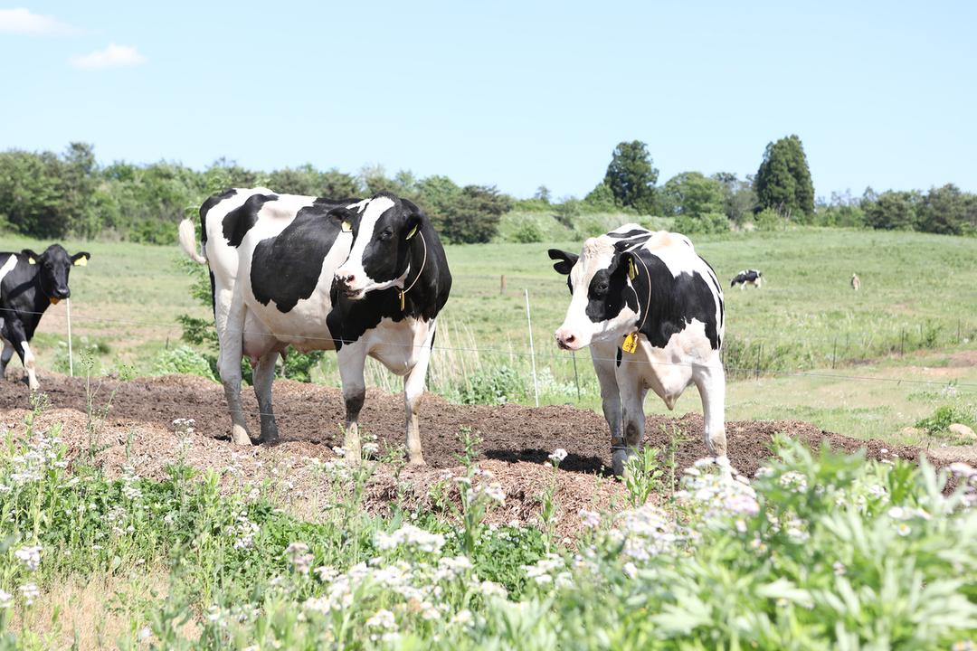 ながめやま牧場 放牧ミルクとクリームチーズ :120mlの商品画像815adbe8-7ac4-47f4-a886-4ff3630d7b13